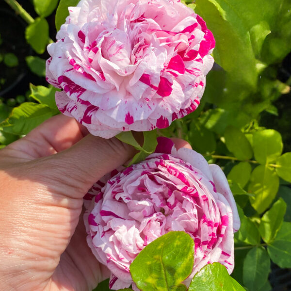 Rosa 'Variegata di Bologna'