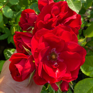 Rosa "Amadeus"