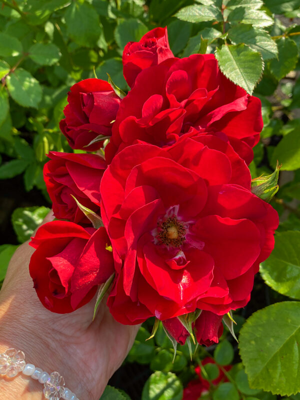 Rosa "Amadeus"