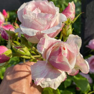 Rosa 'Billet Doux'