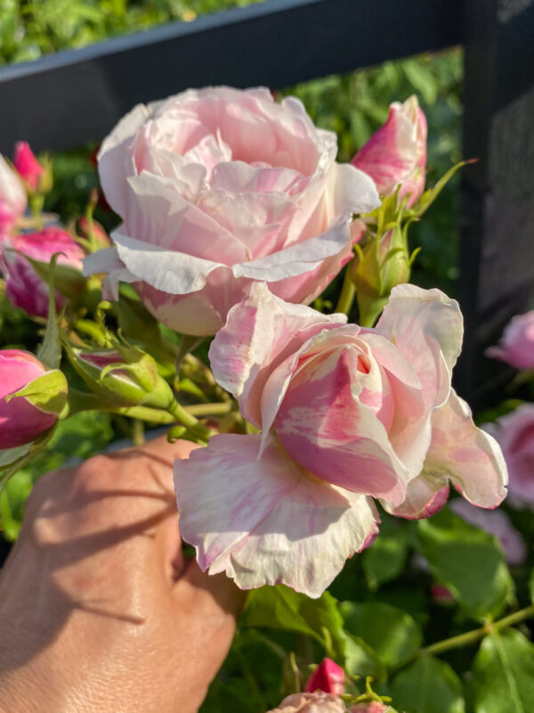 Rosa 'Billet Doux'