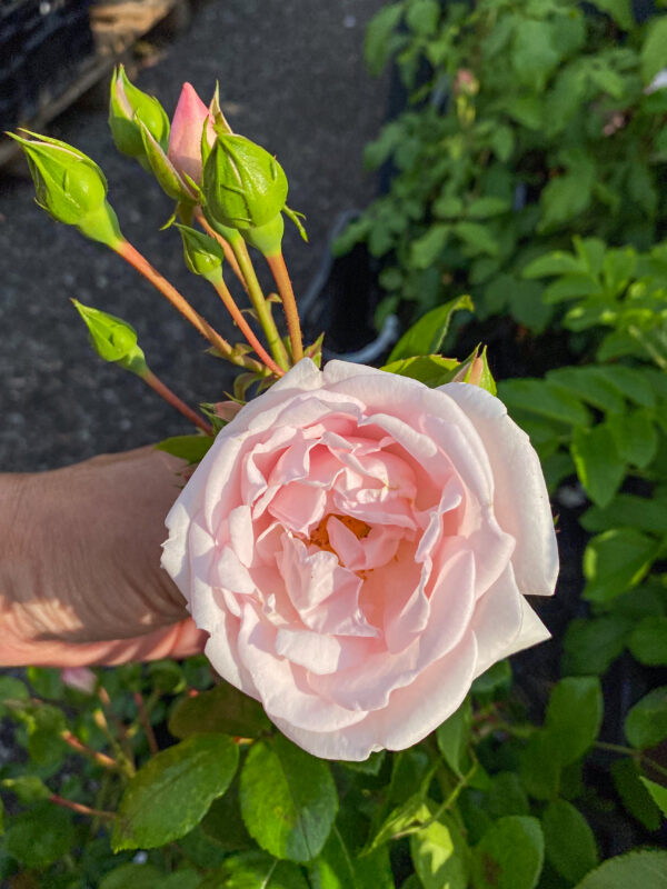 Rosa 'New Dawn'