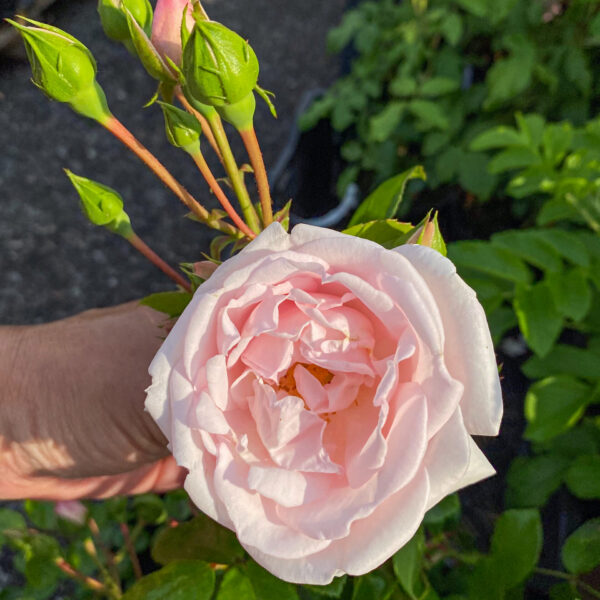 Rosa 'New Dawn'