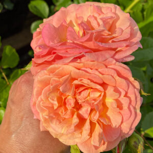 Rosa 'Peach Melba'