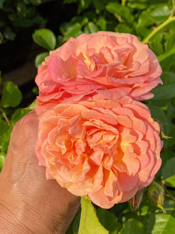 Rosa 'Peach Melba'