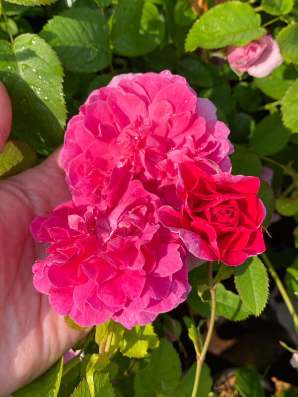 Rosa 'England´s Rose' (Auslounge)