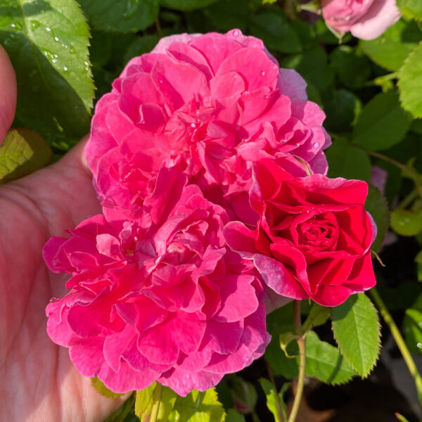 Rosa 'England´s Rose' (Auslounge)