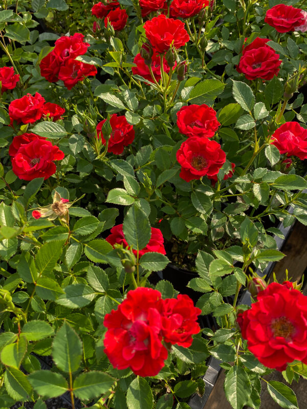 Rosa 'Charming Cover'