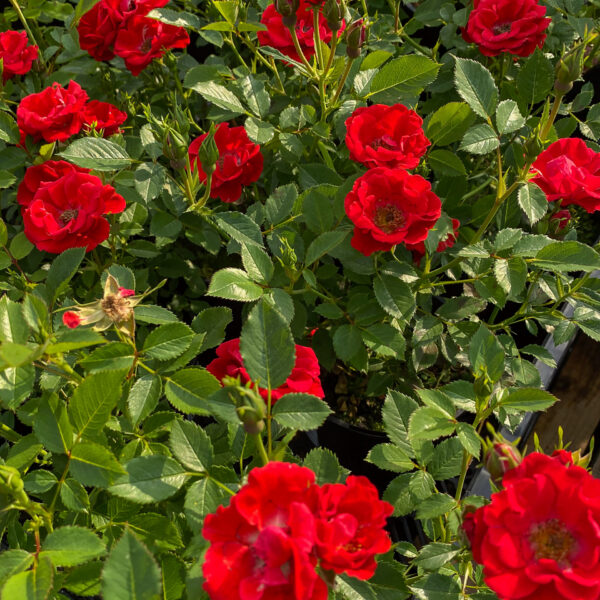 Rosa 'Charming Cover'