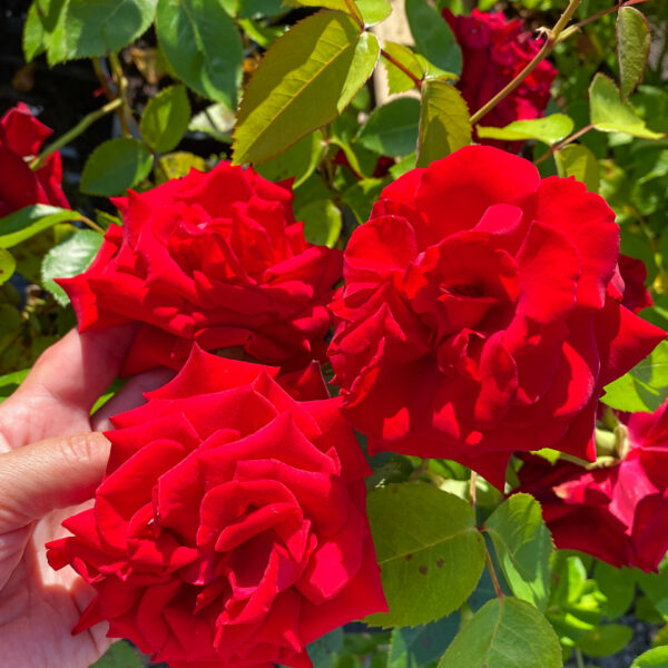 Rosa 'Ingrid Bergman'