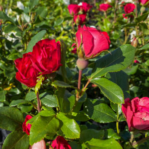 Rosa 'Zepeti'