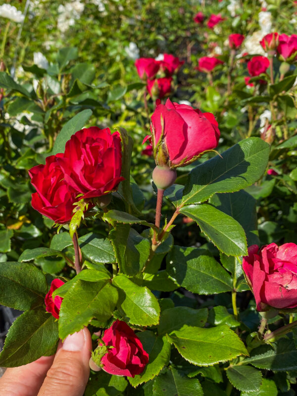 Rosa 'Zepeti'
