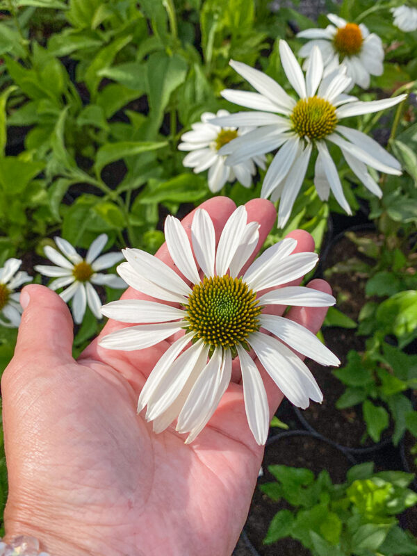 Echinacea 'White Swan'