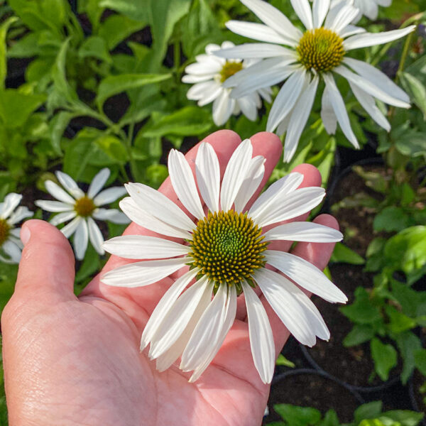 Echinacea 'White Swan'