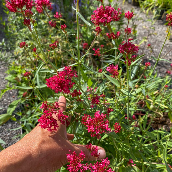 Centranthus ruber 'Coccineus'