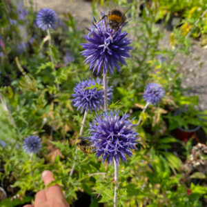 Echinops bannaticus 'Blue Globe'
