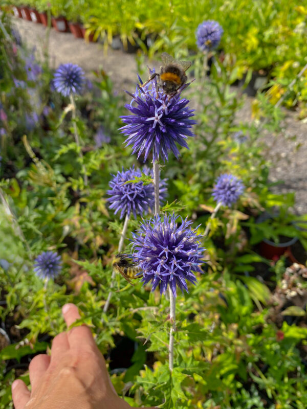 Echinops bannaticus 'Blue Globe'