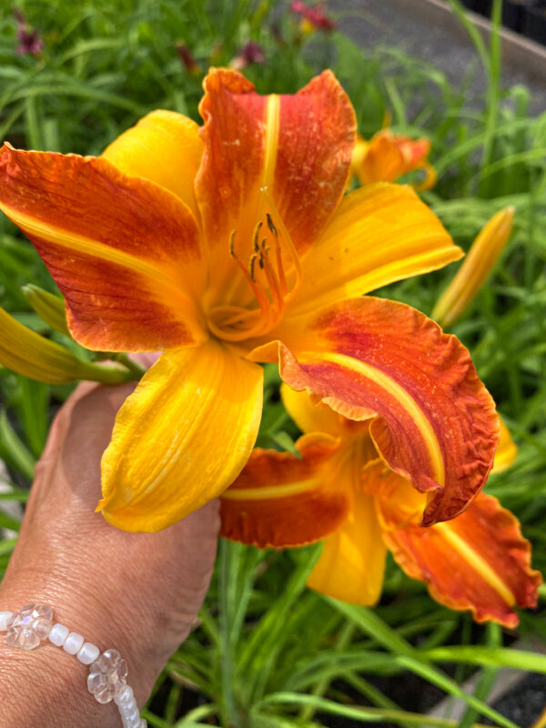 Hemerocallis 'Frans Hals'