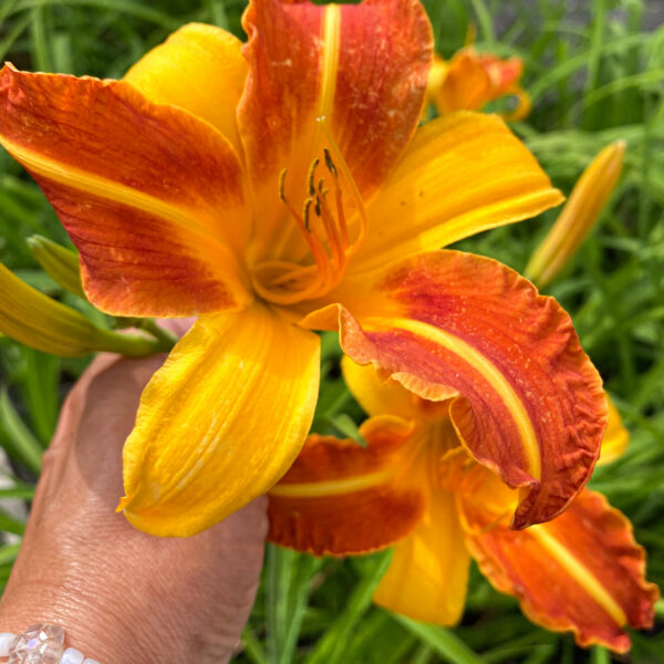 Hemerocallis 'Frans Hals'