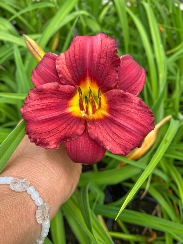 Hemerocallis 'Pardon Me'
