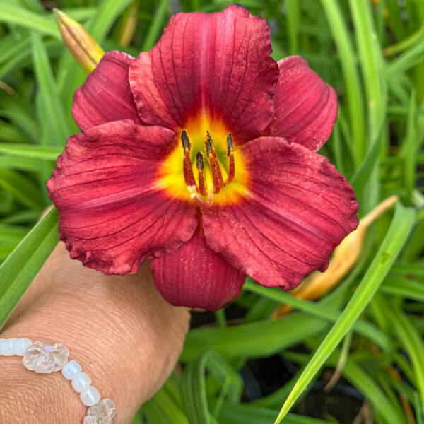 Hemerocallis 'Pardon Me'