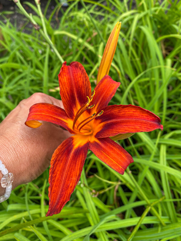 Hemerocallis 'Sammy Russell'