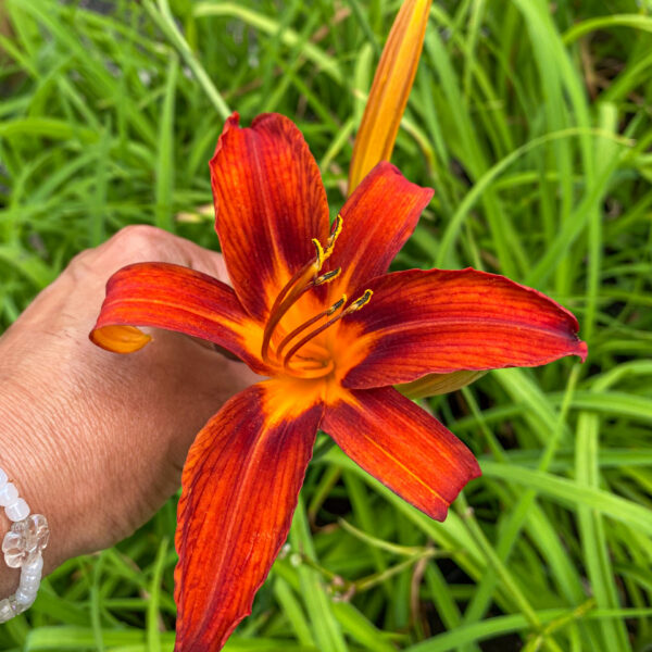Hemerocallis 'Sammy Russell'