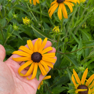 Rudbeckia fulgida 'Goldsturm'