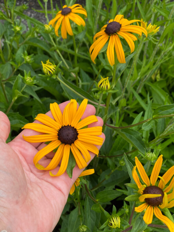 Rudbeckia fulgida 'Goldsturm'