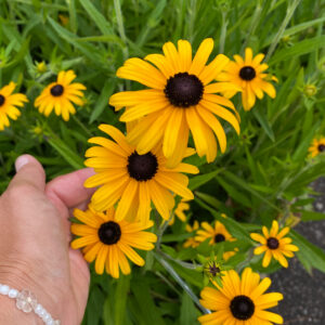 Rudbeckia fulgida speciosa