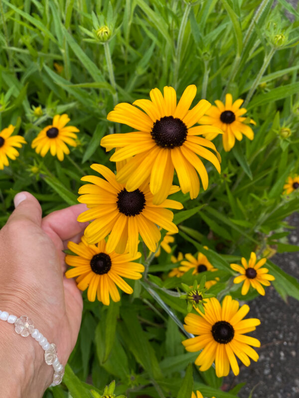 Rudbeckia fulgida speciosa