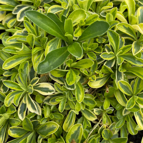 Arabis ferdinandi coburgii 'Old Gold'