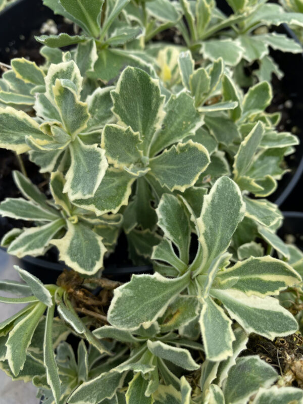 Arabis caucasica 'Variegata'