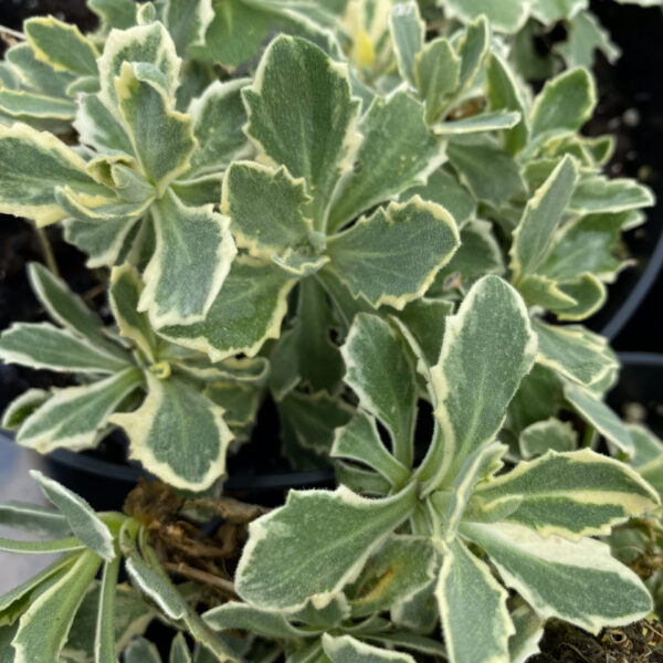 Arabis caucasica 'Variegata'
