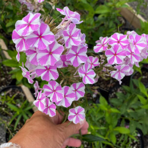 Phlox maculata 'Natascha'