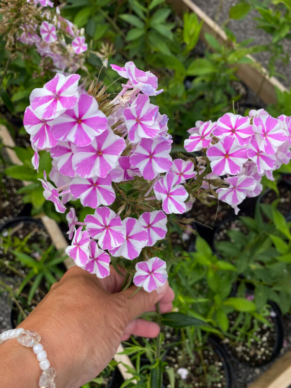 Phlox maculata 'Natascha'