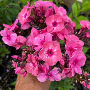 Phlox paniculata 'Red Riding Hood'