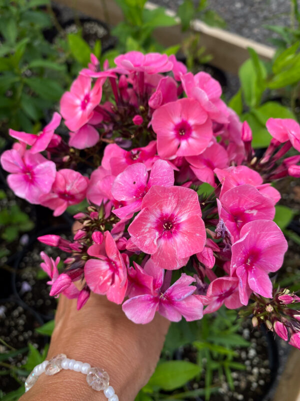 Phlox paniculata 'Red Riding Hood'