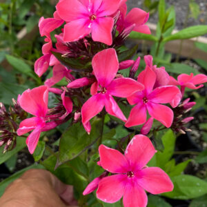 Phlox paniculata 'Windsor'
