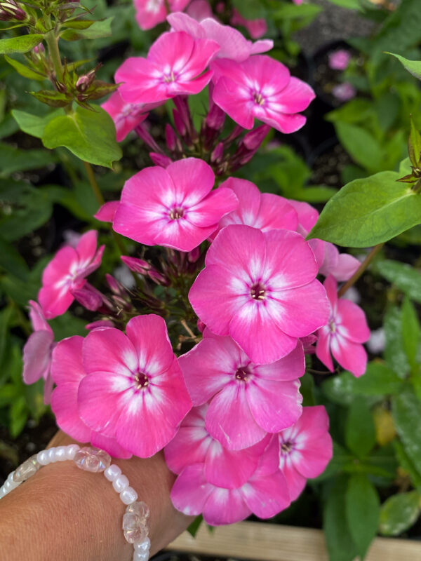Phlox paniculata 'Red Flame'