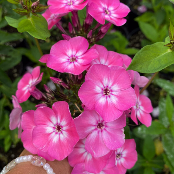 Phlox paniculata 'Red Flame'