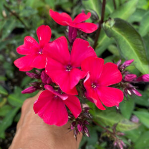Phlox paniculata 'Starfire'