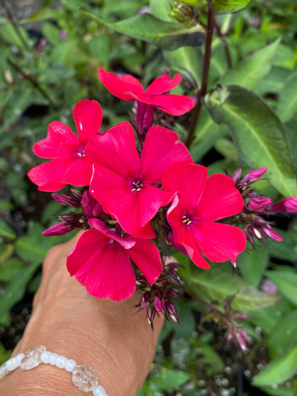 Phlox paniculata 'Starfire'