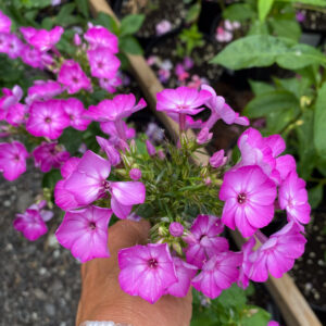 Phlox paniculata 'Purple Eye Flame'