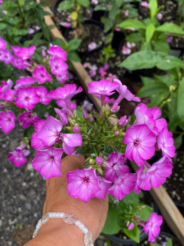Phlox paniculata 'Purple Eye Flame'