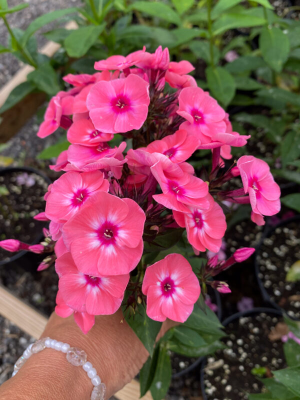 Phlox paniculata 'Larissa'