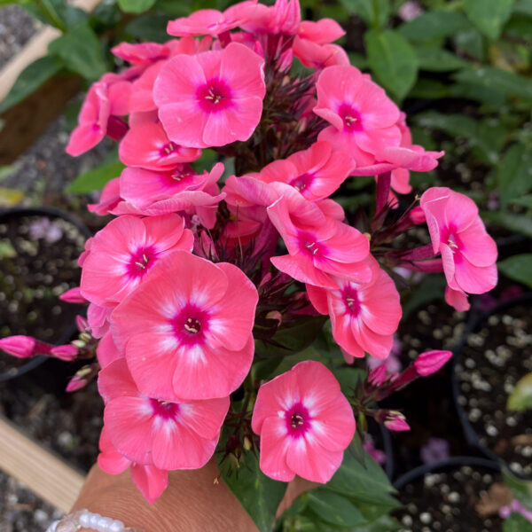 Phlox paniculata 'Larissa'