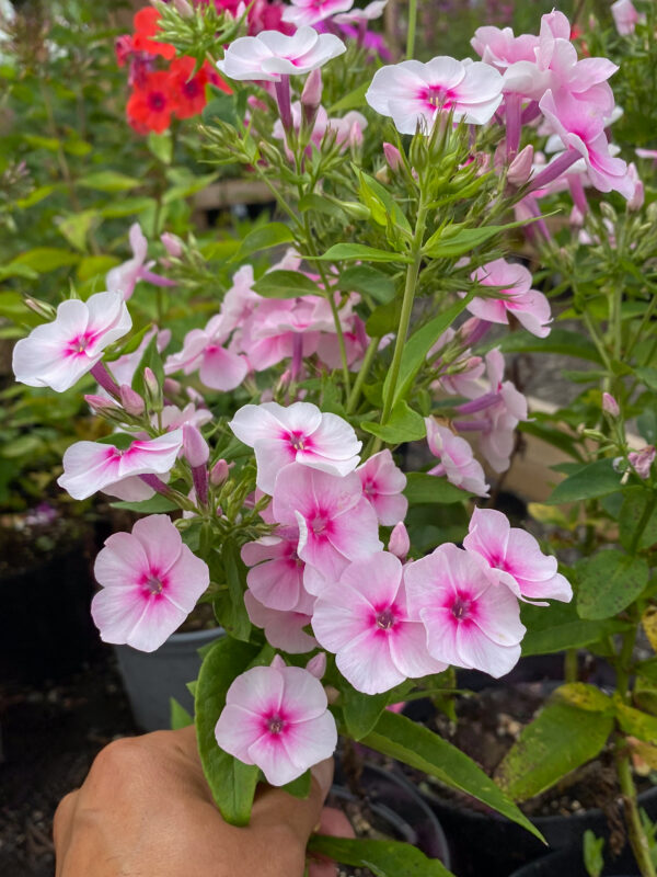 Phlox paniculata 'Elizabeth Arden'