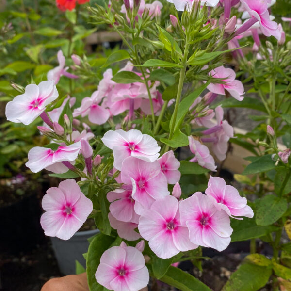 Phlox paniculata 'Elizabeth Arden'