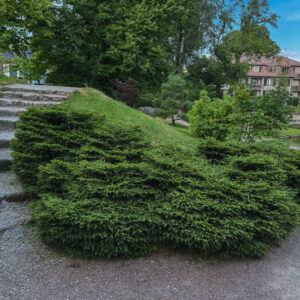 Picea abies 'Nidiformis'